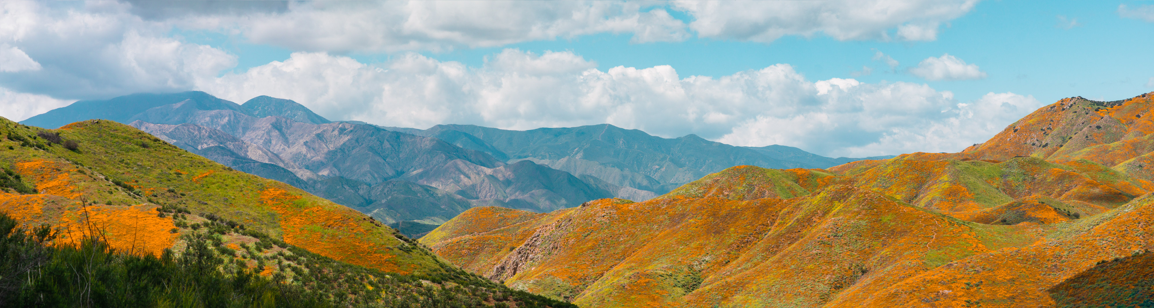Panorama of the bloom.