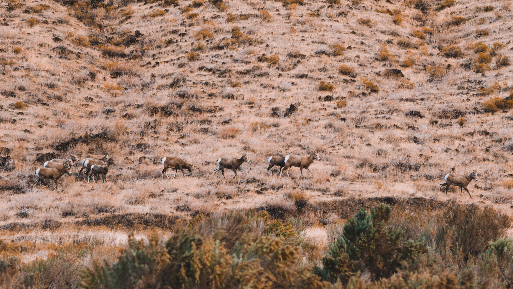A group of Bighorn sheep ewes passes by camp in the morning.